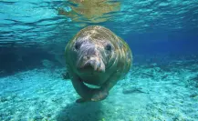 Rescatan manatí bebé en playas de Yucatán; es el segundo en una semana