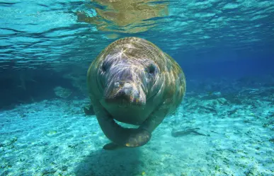 Rescatan manatí bebé en playas de Yucatán; es el segundo en una semana
