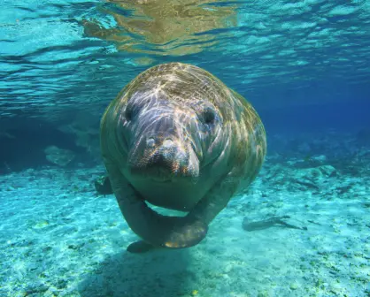 Rescatan manatí bebé en playas de Yucatán; es el segundo en una semana