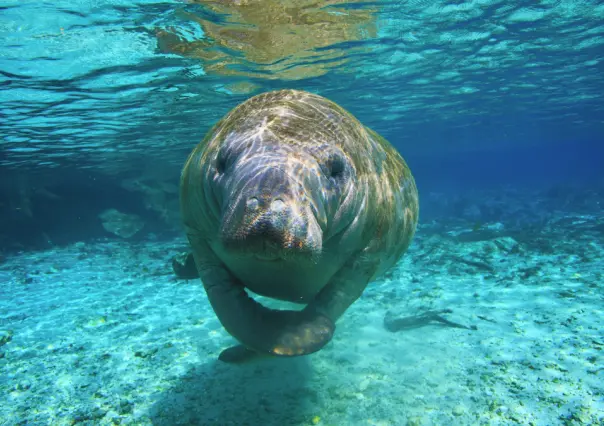 Rescatan manatí bebé en playas de Yucatán; es el segundo en una semana