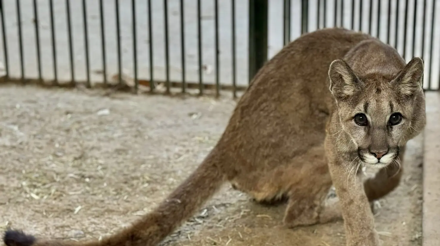 Puma resguardado en el zoológico de Durango | Foto: Zoológico Sahuatoba, en Facebook