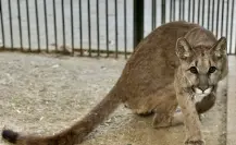 ¿Cómo va la recuperación del puma rescatado en una casa de Durango el 23 de mayo?