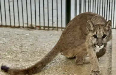 ¿Cómo va la recuperación del puma rescatado en una casa de Durango el 23 de mayo?