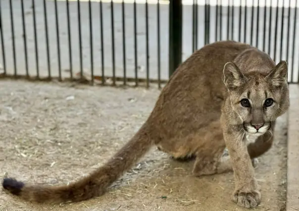 ¿Cómo va la recuperación del puma rescatado en una casa de Durango el 23 de mayo?