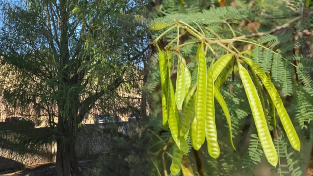 El árbol nativo de Durango que produce el famoso huaje, ¿lo conoces?