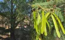 El árbol nativo de Durango que produce el famoso huaje, ¿lo conoces?