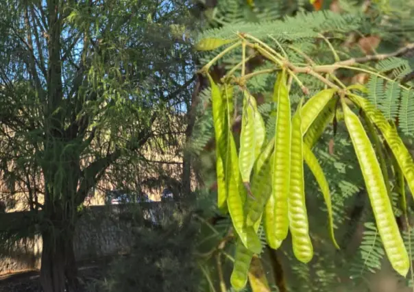 El árbol nativo de Durango que produce el famoso huaje, ¿lo conoces?
