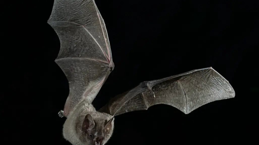El animal nativo de Durango que destaca por su peculiar nariz y sus patas peludas