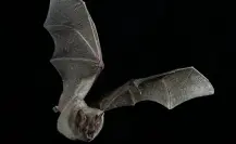 El animal nativo de Durango que destaca por su peculiar nariz y sus patas peludas