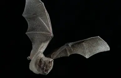 El animal nativo de Durango que destaca por su peculiar nariz y sus patas peludas