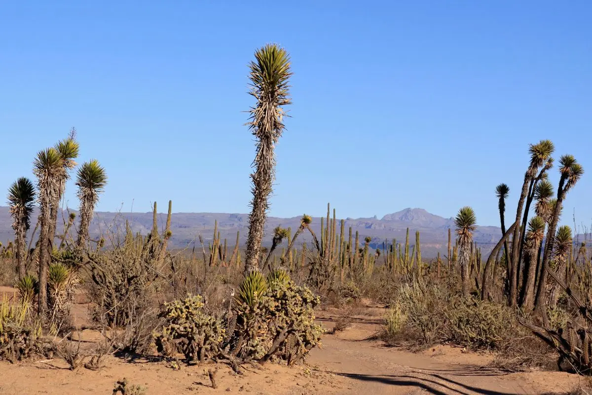 Matorrales de Coahuila. Foto de Canva.