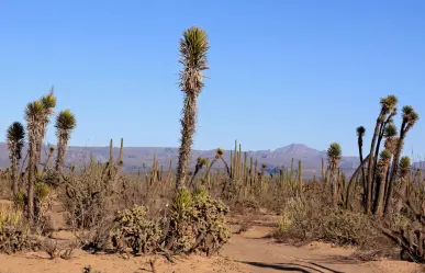 Esta especie nativa de Coahuila es asesinada en la caza deportiva