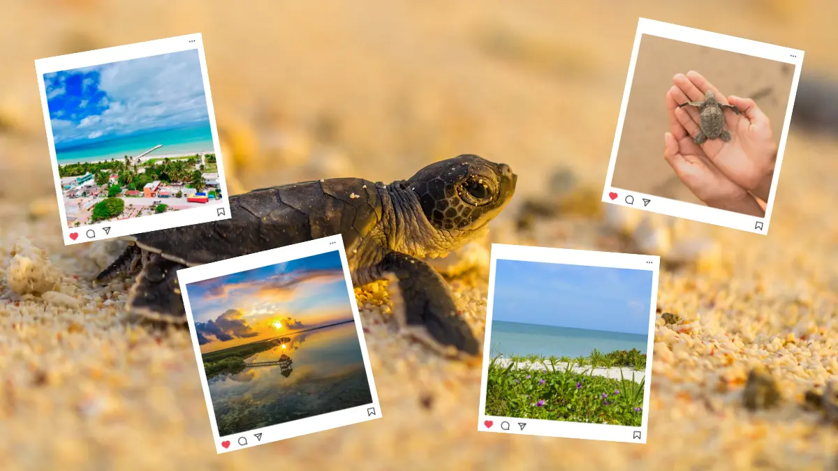 Cada 16 de junio se celebra el Día Mundial de las Tortugas Marinas Foto: Canva/Yucatán Turismo