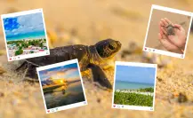 Los 4 destinos de Yucatán donde nacen las tortugas marinas cada año