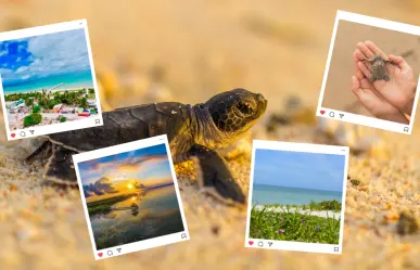 Los 4 destinos de Yucatán donde nacen las tortugas marinas cada año