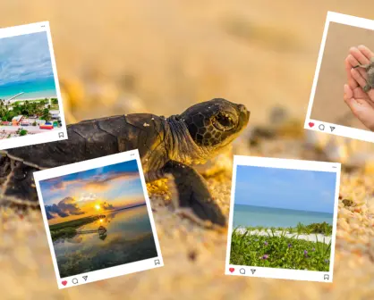 Los 4 destinos de Yucatán donde nacen las tortugas marinas cada año