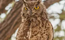Este es el animal nativo de Tamaulipas que consideraban los ancestros como el mensajero de los  difuntos
