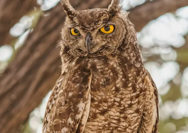 Este es el animal nativo de Tamaulipas que consideraban los ancestros como el mensajero de los  difuntos
