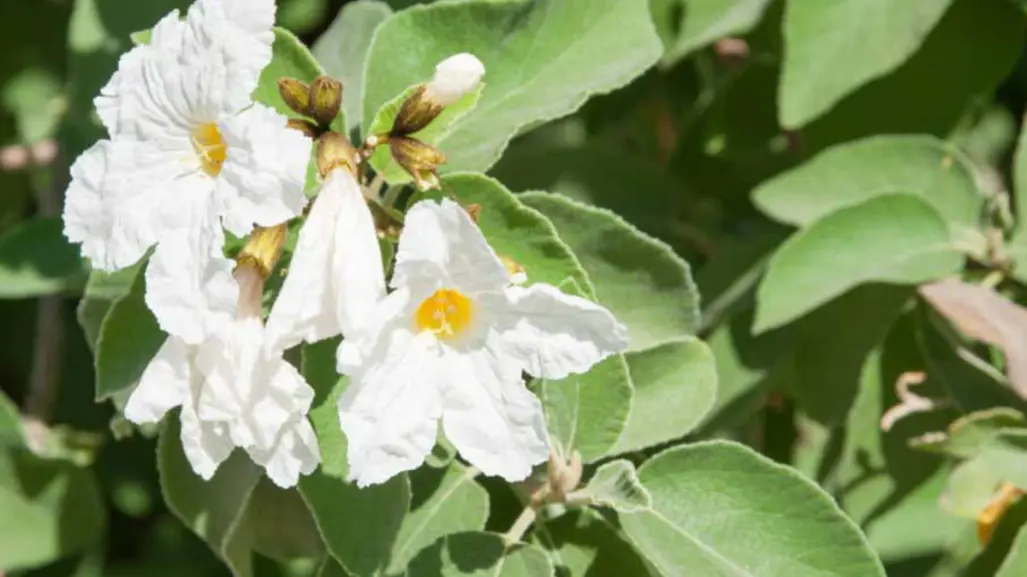 Esta es la flor nativa de Tamaulipas más bella según la IA