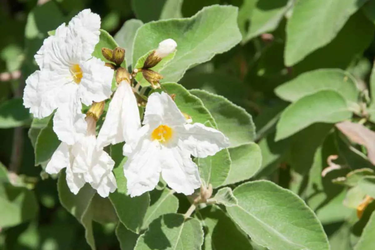Waterwiser garner planner Planta de flor Anacahuita