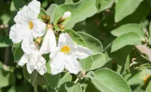 Esta es la flor nativa de Tamaulipas más bella según la IA