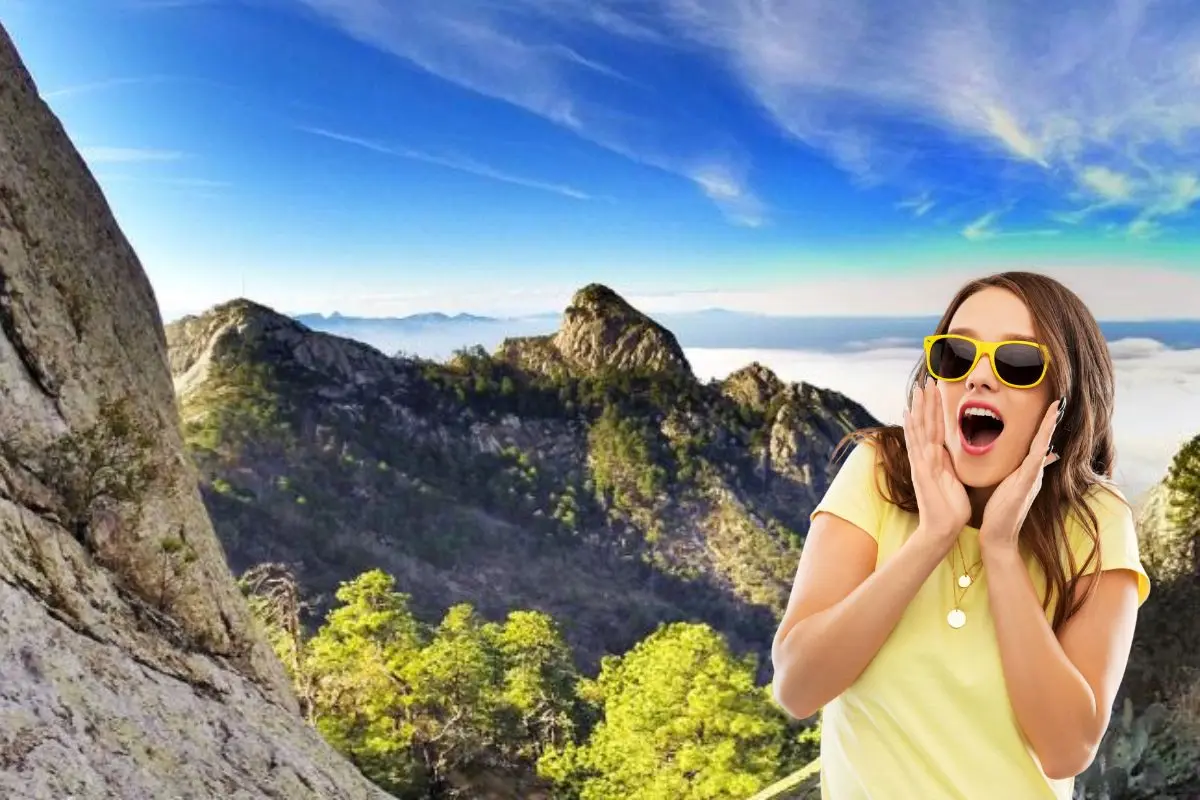 El búho cornudo juega un papel importante dentro del ecosistema Foto: Canva