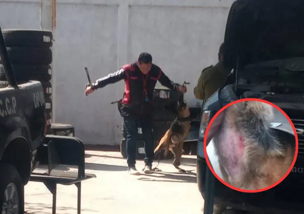 Policía Municipal de Chimalhuacán es señalada por posible maltrato a binomios caninos