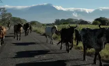 Crisis ganadera en Tamaulipas: exportación de ganado a EU cae más del 65 %