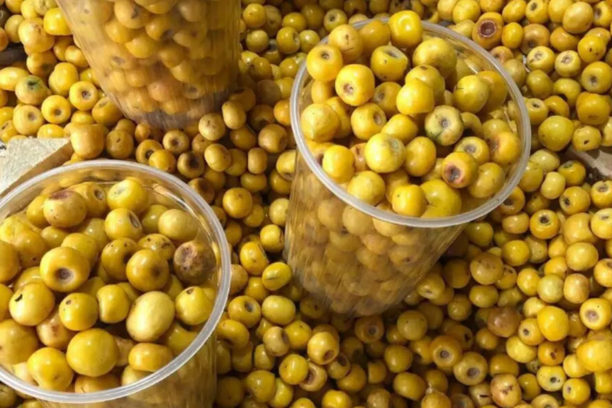 Aunque ha sido desplazado por frutas comerciales, este fruto conserva su lugar entre las tradiciones de las comunidades rurales. Foto: Facebook Mante y su grandeza