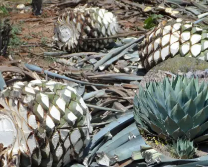 La planta nativa de Durango de la que se pueden producir hasta 3 bebidas distintas