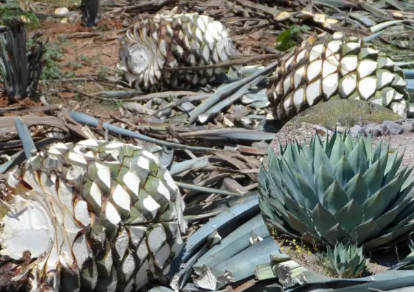La planta nativa de Durango de la que se pueden producir hasta 3 bebidas distintas