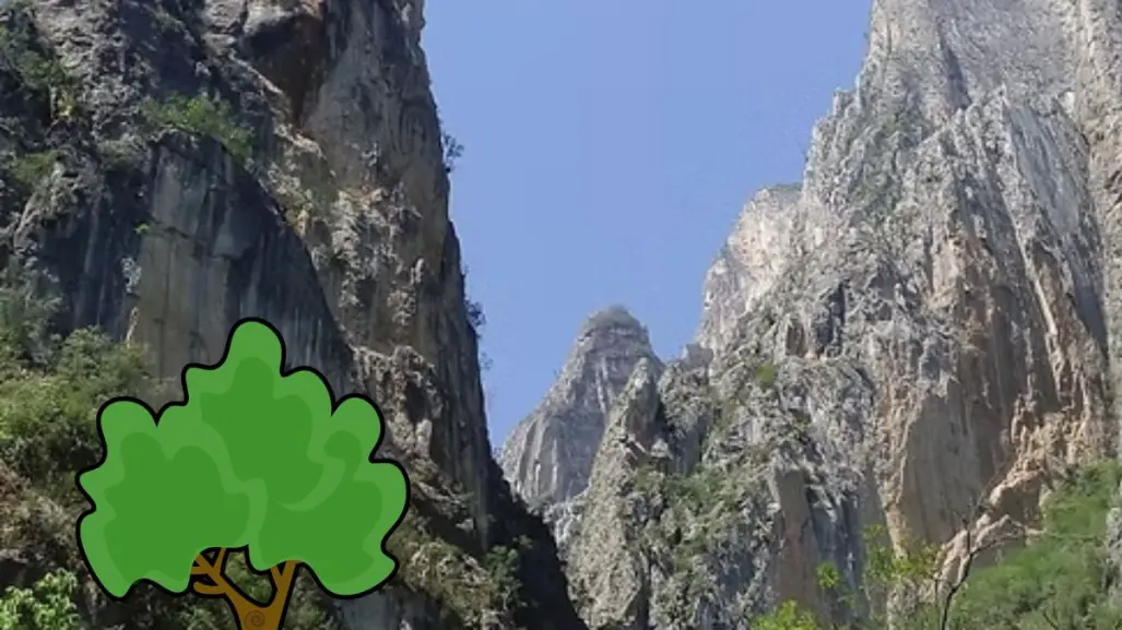 Estas son las plantas y árboles nativos de Nuevo León que puedes encontrar en el Cañón de San Judas