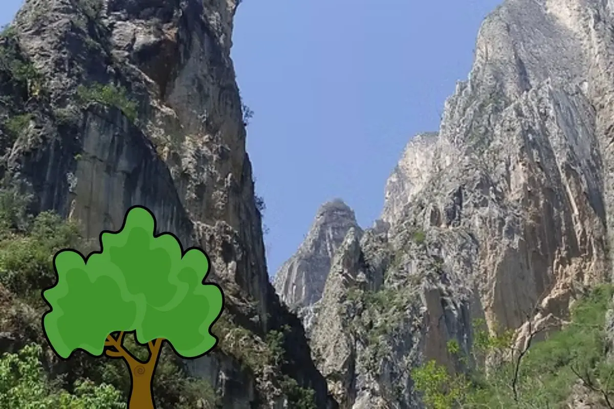 Descubre las especies entre las plantas y árboles nativos de Nuevo León que habitan en el Cañón de San Judas. Foto: WIX / CANVA