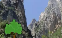 Estas son las plantas y árboles nativos de Nuevo León que puedes encontrar en el Cañón de San Judas