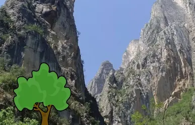 Estas son las plantas y árboles nativos de Nuevo León que puedes encontrar en el Cañón de San Judas
