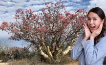 Este árbol gigante puede vivir 500 años y solo crece en la península de Baja California