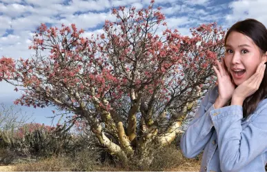 Este árbol gigante puede vivir 500 años y solo crece en la península de Baja California