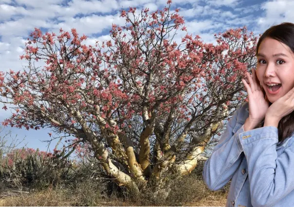 Este árbol gigante puede vivir 500 años y solo crece en la península de Baja California