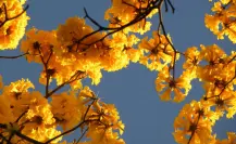 El árbol nativo de Durango que vive en el bosque de Mezquital y destaca por su llamativo color
