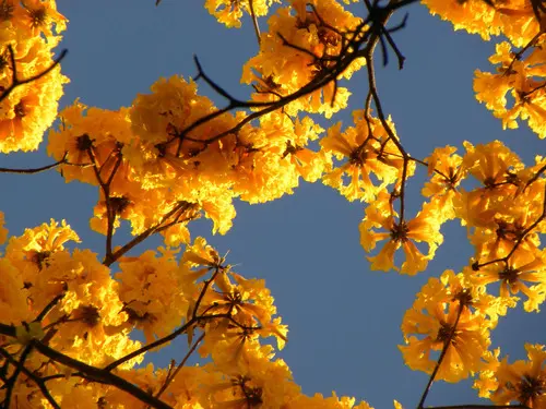El árbol nativo de Durango que vive en el bosque de Mezquital y destaca por su llamativo color