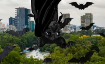 ¿Sabías que en la CDMX viven 23 especies de murciélagos?