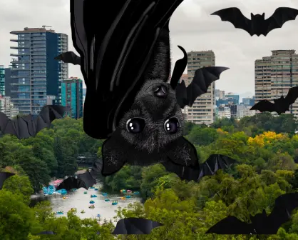 ¿Sabías que en la CDMX viven 23 especies de murciélagos?