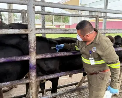 Suman 461 casos de Gusano Barrenador en Tabasco