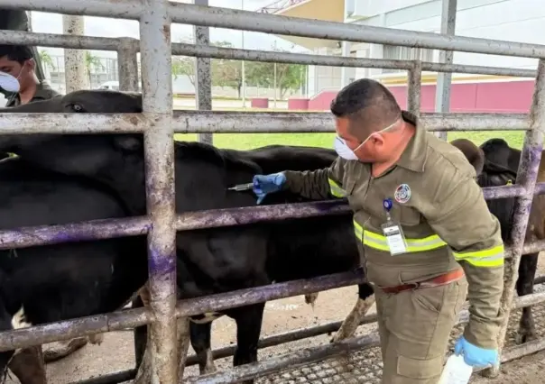 Suman 461 casos de Gusano Barrenador en Tabasco