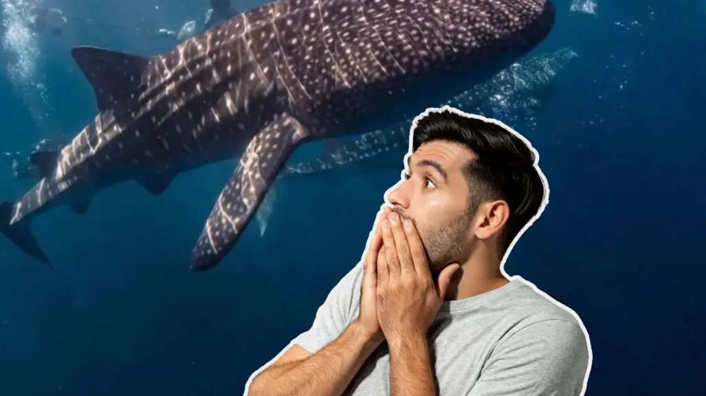 Este gigante marino se deja ver en BCS como en pocos lugares del mundo