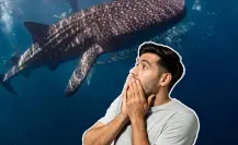 Este gigante marino se deja ver en BCS como en pocos lugares del mundo