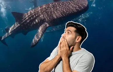 Este gigante marino se deja ver en BCS como en pocos lugares del mundo