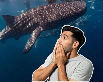 Este gigante marino se deja ver en BCS como en pocos lugares del mundo