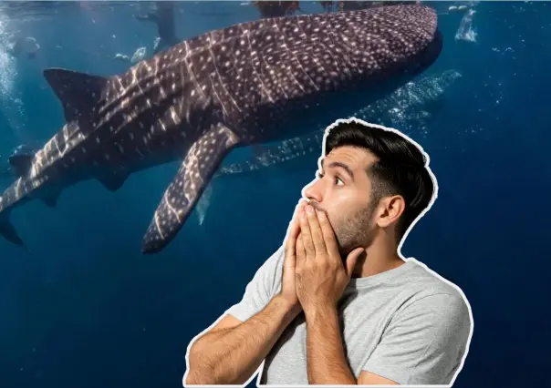 Este gigante marino se deja ver en BCS como en pocos lugares del mundo