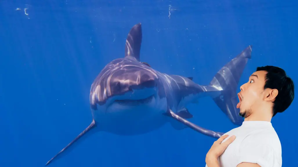 Tiburón blanco en Isla Guadalupe: ¿mito o realidad?